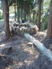 ikeda2011001_R.JPG