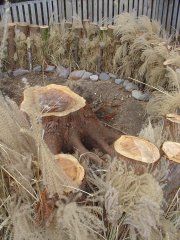 ikeda2011007_R.JPG