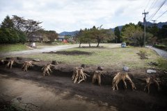ikeda2013010_R.jpg